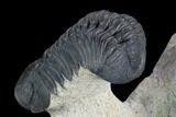 Two Beautiful Reedops Trilobites - Atchana, Morocco #125467-6